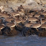 Cat Harbor Pelicans