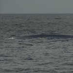 Blue Whale - Catalina Island