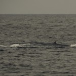 Catalina Island Blue Whale