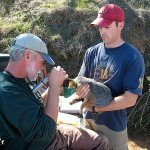 Catalina Island Fox with Naturalists 2