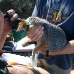 Catalina Island Fox With Naturalists