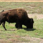 Cindy & Beth Buffalo Watching