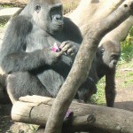 Gorilla Mom & Baby