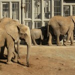 Elephants Galore