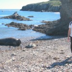 Scott - Elephant Seal at Isla San Benito Landing