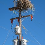 Osprey of Alcatraz