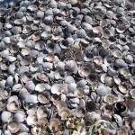 Shells of Puerto Alcatraz