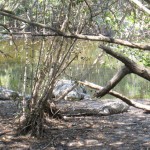 La Manzanilla Croc Reserve