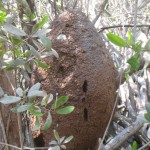 Termite Nest -  La Manzanilla Reserve