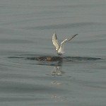 Bird On A Turtle