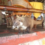 Kevy The Coatimundi