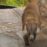 Kevy The Coatimundi 2