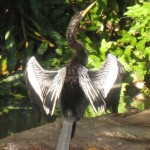 Anhingas