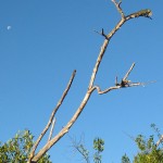 Iguana Moon Tree