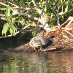 River Turtle