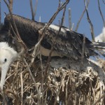 Nesting Fledgling Frigate