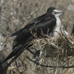 Mom And Fledgling