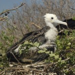 Fledge Nesting Frigate