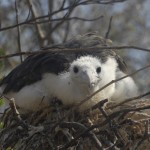 Frigate Fledge Face