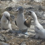 Blue Foot And 2 Fledges