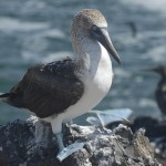 Blue Foot On A Rock