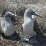 Mr And Mrs Blue Foot