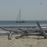 Beach House With Birds