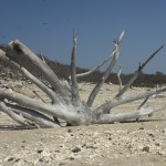 Tree On Beach