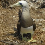 Yellow Boobie On Ground