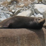 Frailes Sealion KING