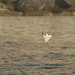 Flying Cow Nose Ray