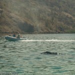 Humpback Whale in Puerto Escondido