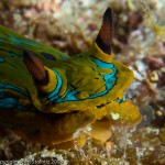 Nudibranch face