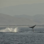 2009 02 Zihuat - Puerto Quetzal-111