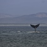 2009 02 Zihuat - Puerto Quetzal-114