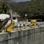 2009 02 Zihuat - Puerto Quetzal-140