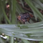 Spider on the trail.