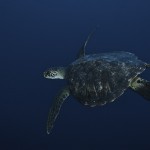 Green Sea Turtle - Isla Wolf