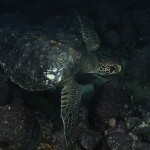 Green Sea Turtle - Isla Wolf 2