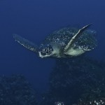 Green Sea Turtle - Swimming