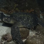 Galapagos Turtle - Resting