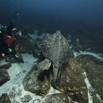 Raul and Green Sea Turtle