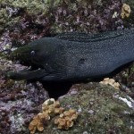 Moray Eel - Isla Wolf