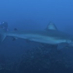 Cindy and Galapagos Shark....