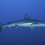 Galapagos Shark.....