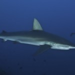 Galapagos Shark.....Reef Cruising