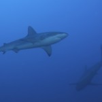 Galapagos Shark.....Reef Cruising 2