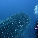 Whale Shark 2....Isla Darwin