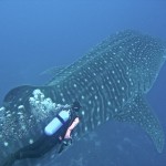 Whale Shark 3.....Isla Darwin