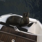 Welcome to San Cristobal, "Wreck Bay", Galapagos Islands